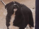 Un chiot femelle Akita Inu disponible (LOF)