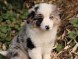Chiot femelle Berger Am&eacute;ricain Miniature au pelage merle LOF disponible