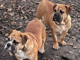 À acheter : 3 chiots Bulldog Continental fauves mâles (LOF)