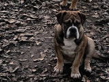 À acheter : 3 chiots Bulldog Continental fauves mâles (LOF)