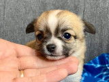 À réserver : 5 chiots Chihuahuas LOF à poil long