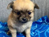 À réserver : 5 chiots Chihuahuas LOF à poil long