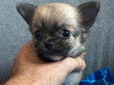 À réserver : 5 chiots Chihuahuas LOF à poil long