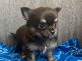 À réserver : 5 chiots Chihuahuas LOF à poil long