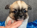 À réserver : 5 chiots Chihuahuas LOF à poil long
