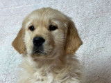 Des chiots mâles Golden Retrievers LOF à vendre