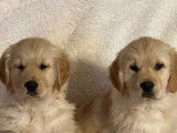 Des chiots mâles Golden Retrievers LOF à vendre