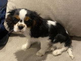 Chiot mâle Cavalier King Charles LOF tricolores à l'achat