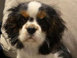 Chiot mâle Cavalier King Charles LOF tricolores à l'achat