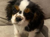 Chiot mâle Cavalier King Charles LOF tricolores à l'achat