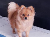 Chiot femelle Spitz Allemand sable LOF disponible