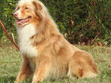 Chien Berger Australien rouge merle LOF de 2 ans disponible