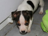 À vendre : 3 chiots Jack Russell Terriers LOF