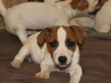 À vendre : 3 chiots Jack Russell Terriers LOF
