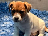 3 chiots Jack Russell Terriers LOF à réserver