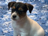 3 chiots Jack Russell Terriers LOF à réserver
