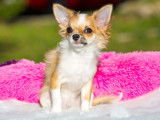 Chiot Chihuahua m&acirc;le LOF fauve disponible