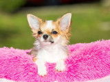 Chiot Chihuahua m&acirc;le LOF fauve disponible