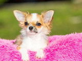 Chiot Chihuahua m&acirc;le LOF fauve disponible
