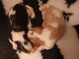 4 chiots Cavaliers King Charles LOF à réserver