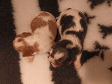 4 chiots Cavaliers King Charles LOF à réserver