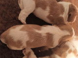 4 chiots Cavaliers King Charles LOF à réserver
