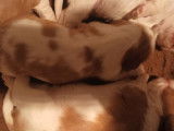 4 chiots Cavaliers King Charles LOF à réserver