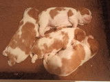 4 chiots Cavaliers King Charles LOF à réserver