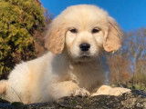 À vendre : 2 chiots mâles Golden Retrievers LOF