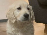 À vendre : 2 chiots mâles Golden Retrievers LOF