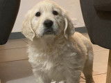 À vendre : 2 chiots mâles Golden Retrievers LOF