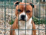 Disponible à la saillie : un chien Staffie LOF