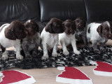2 chiots m&acirc;les Munsterlander