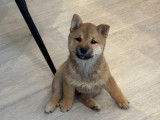 Mâle Mame Shiba (Shiba Inu miniature) à vendre
