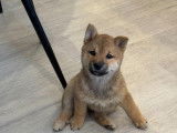 Mâle Mame Shiba (Shiba Inu miniature) à vendre