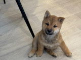 Mâle Mame Shiba (Shiba Inu miniature) à vendre