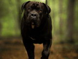Mâle American Bully disponible pour saillie