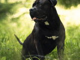 Mâle American Bully disponible pour saillie