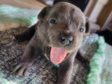 Chiots Staffordshire Bull Terrier à vendre