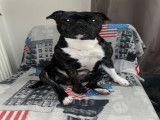 De race Staffordshire Bull Terrier disponible pour saillie