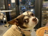 Mâle Chihuahua disponible pour saillie