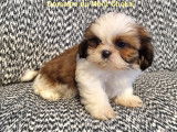 Chiots Shih Tzu à vendre