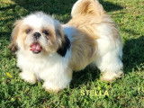 Chiots Shih Tzu à vendre
