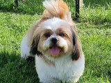 Chiots Shih Tzu à vendre