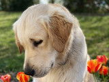 Mâle Golden Retriever disponible pour saillie