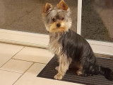 Male Yorkshire LOF disponible pour saillie