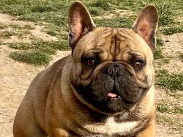 À vendre : Un chien Bouledogue Français LOF fauve de mai 2021