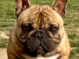 À vendre : Un chien Bouledogue Français LOF fauve de mai 2021