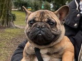 À vendre : Un chien Bouledogue Français LOF fauve de mai 2021