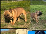 À vendre : Un chien Bouledogue Français LOF fauve de mai 2021